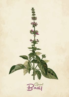 Great Basil Culinary Herbs