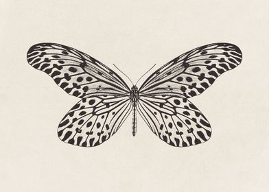 Butterfly Sketch no 1