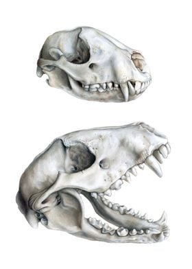 Raccoon Skull