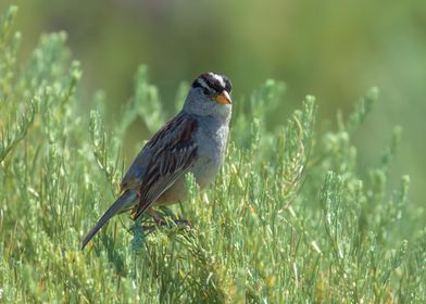 White Crow Sparrow