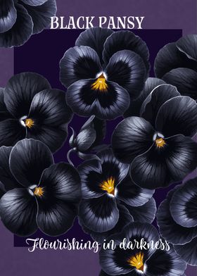 Black Pansy Floral Art