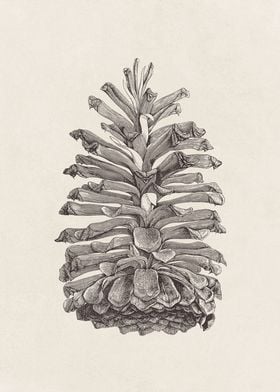 Longleaf Pine Cone Sketch