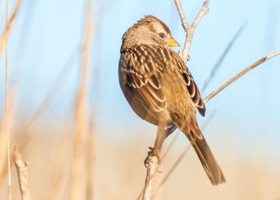 Song Sparrow