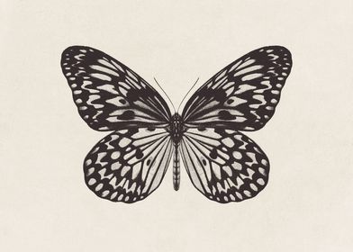 Butterfly Sketch no 2