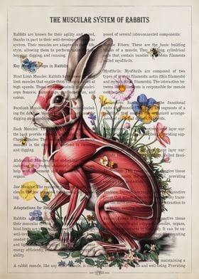 Rabbit Muscle Anatomy Illustration