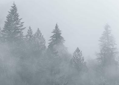 Trees in Fog