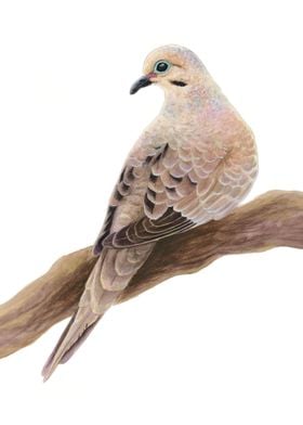 Mourning Dove