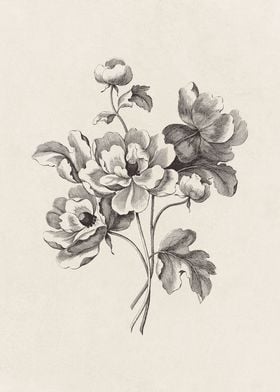 Ranunculus Flower Sketch