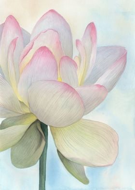 Lotus Flower