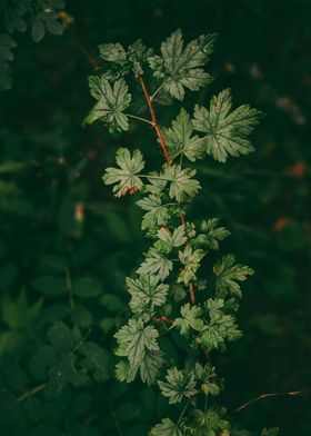 Ribes Lacustre