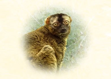 Curious Brown Lemur