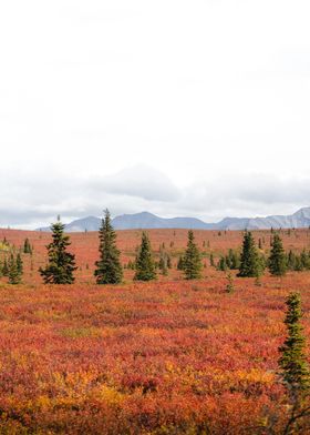 red grass field