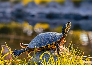 turtle yellow bellied slid