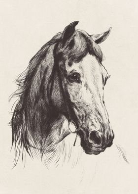 Horse Sketch no 1