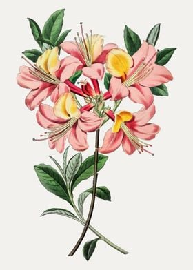 Pink and Yellow Flower Illustration