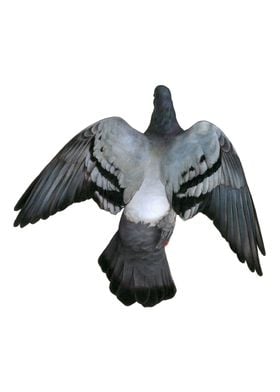 Pigeon in Flight