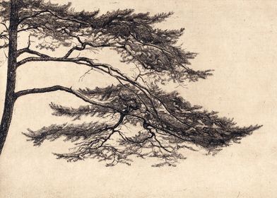 Pine Tree Branch no 1