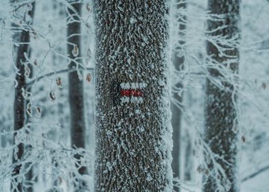 Snowy Forest Trail Marker