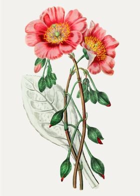 Pink Flower Illustration