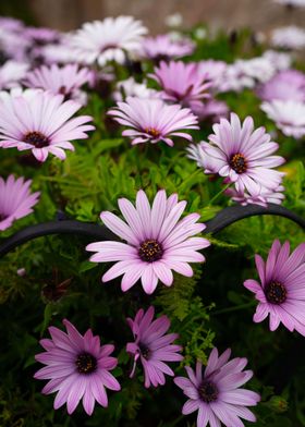 Cape Daisy Flowers