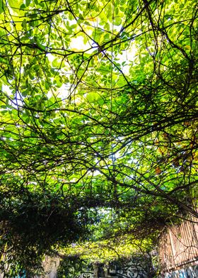 Green Canopy Overhead