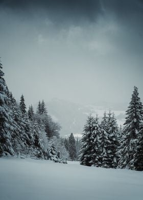 Snowy Forest Landscape