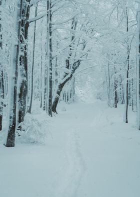 Snowy Forest Path