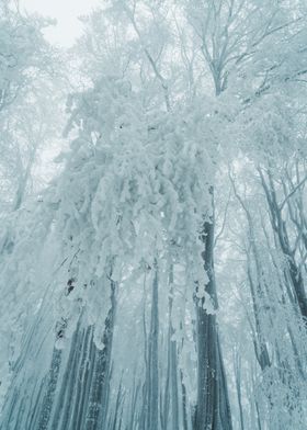 Snowy Forest