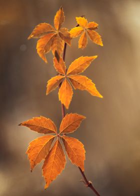 Autumn Leaves on Branch