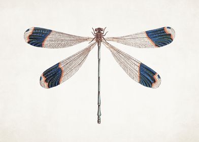 Vintage Dragonfly Illustration no. 1