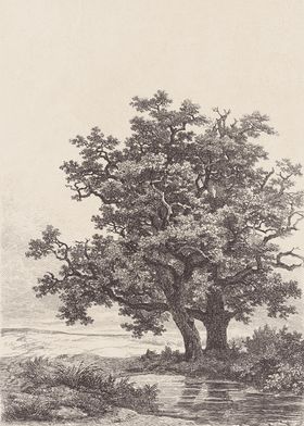 Oak Tree by a Stream Sketch