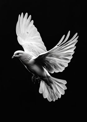 White Dove In Flight