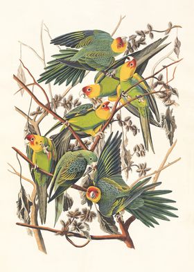 Carolina Parrots on Branch