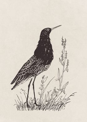 Ruff Bird Illustration