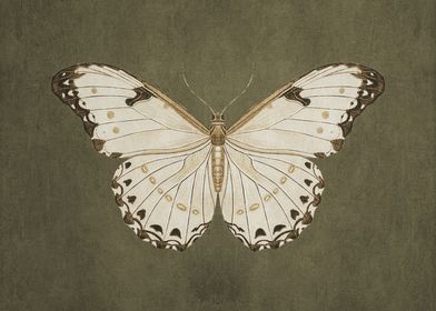 Vintage Moody Butterfly Illustration