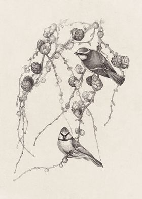 Blue Tit Birds Sketch