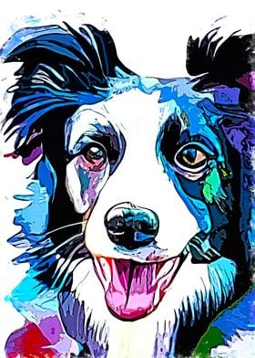 Border Collie 