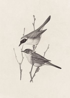 Yellowthroat Birds on Branches Sketch