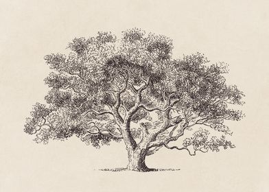 Spring Oak Tree Sketch