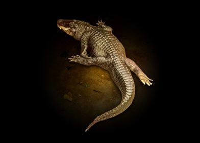 Alligator on Black Background