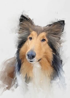 Collie Dog Portrait