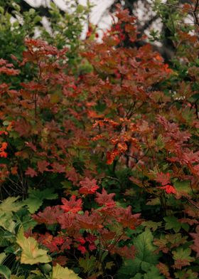 Fall Foliage