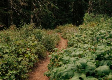 Forest Path