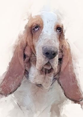 Basset Hound Portrait