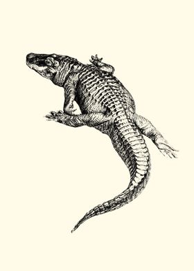 Alligator Illustration