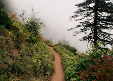 Misty Forest Trail