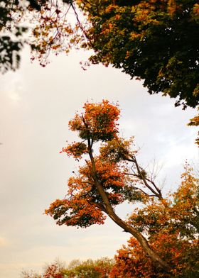 Autumn Tree Canopy