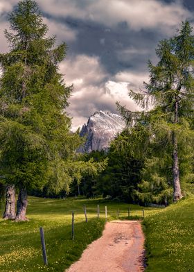 Mountain Path Through Trees