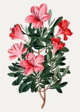 Pink Azalea Flower Illustration