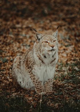 Lynx in Autumn Forest